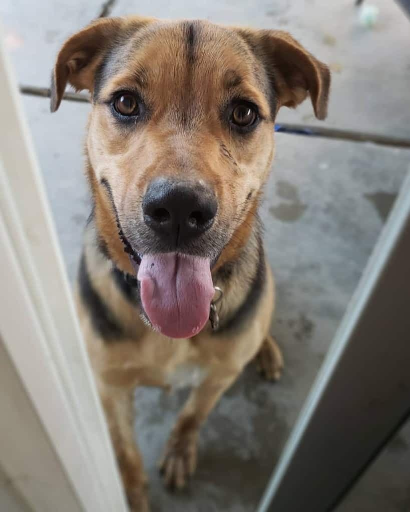 Beagle crossed with german shepherd