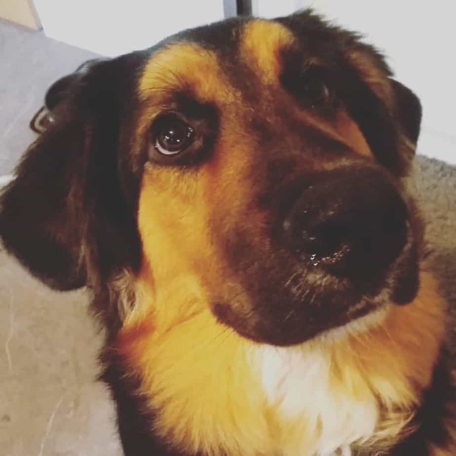 Bernese mountain dog german shepherd mix