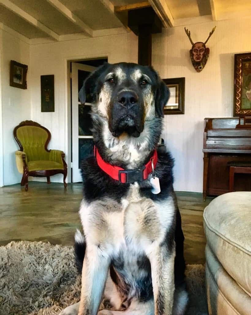 Bernese Mountain Dog German Shepherd Mix