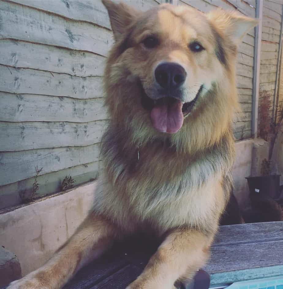 Bernese mountain dog german shepherd mix