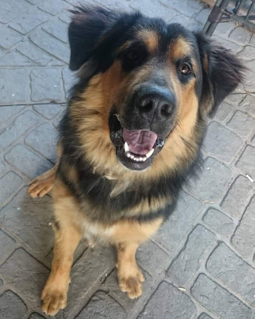 Bernese mountain dog german shepherd mix