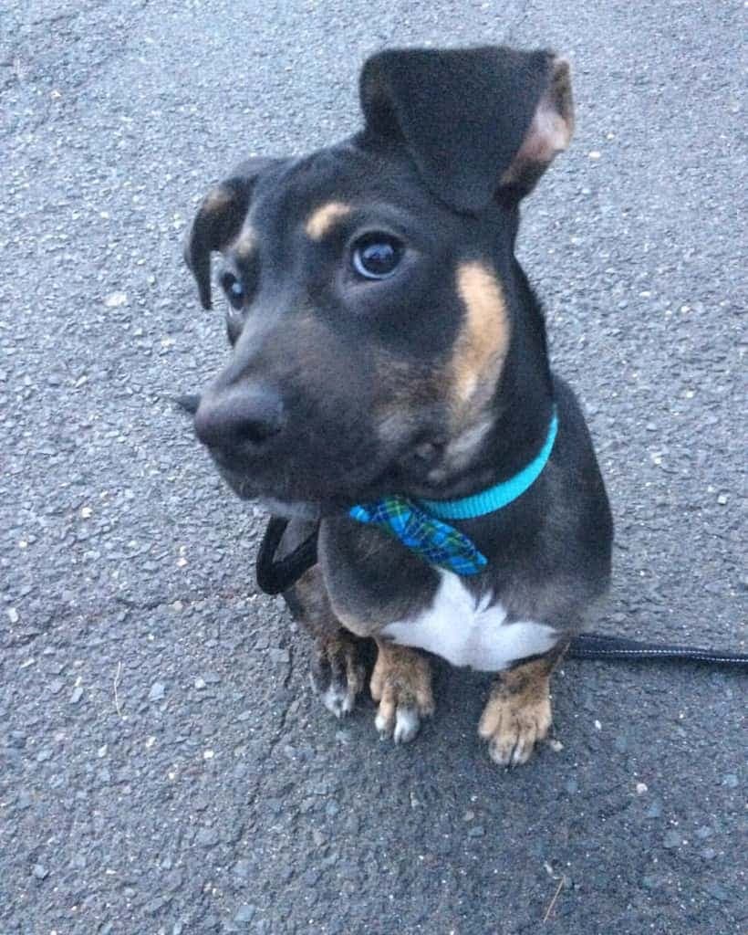 Bernese Mountain Dog German Shepherd Mix