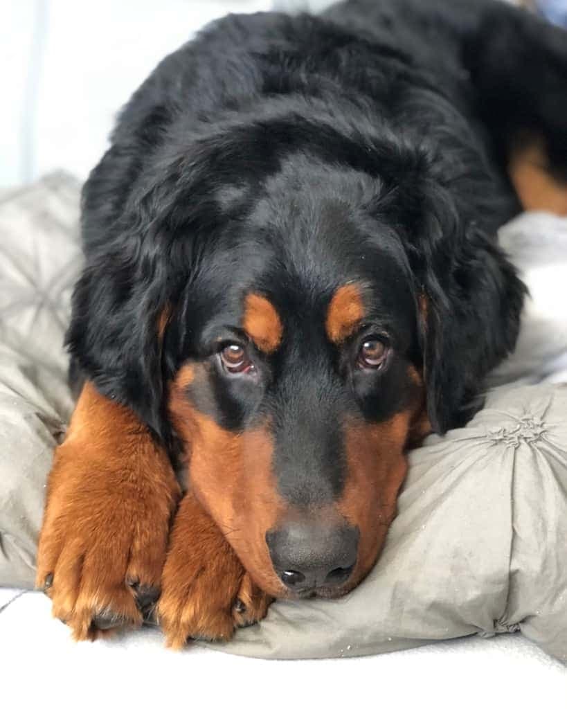 Bernese mountain dog golden retriever