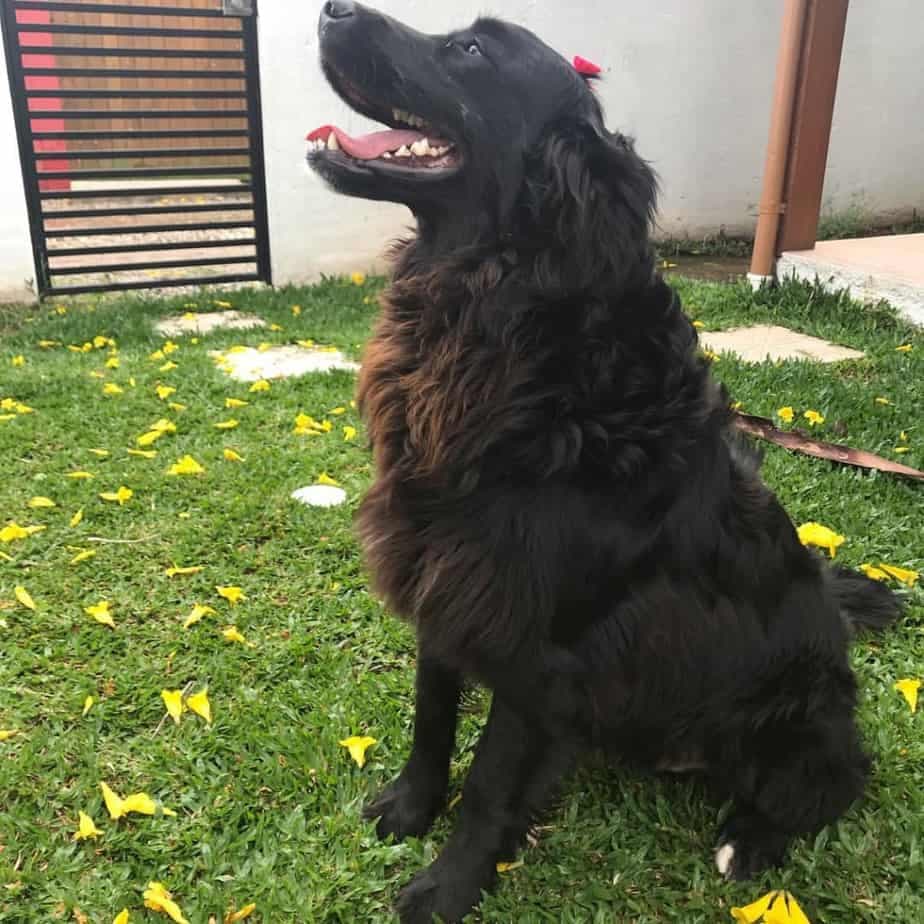 Bernese Mountain Dog Golden Retriever