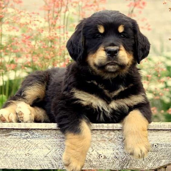 Bernese mountain dog golden retriever