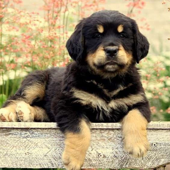 Bernese Mountain Dog Golden Retriever