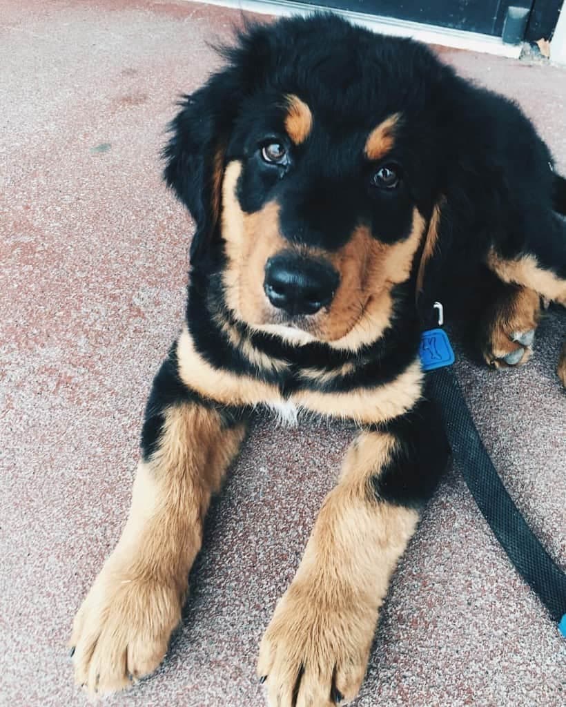 Bernese mountain dog golden retriever