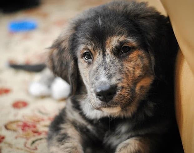 Bernese mountain dog golden retriever