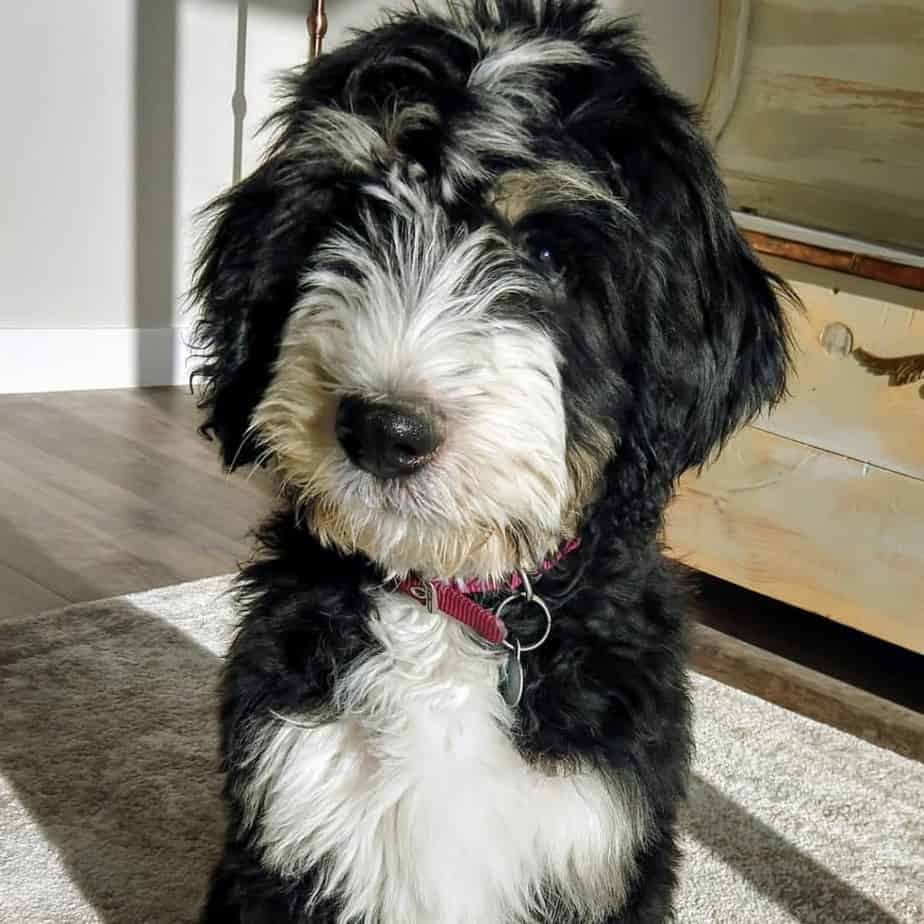 Bernese Mountain Dog Poodle Mix