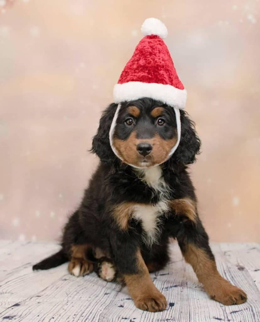 Bernese Mountain Dog Poodle Mix