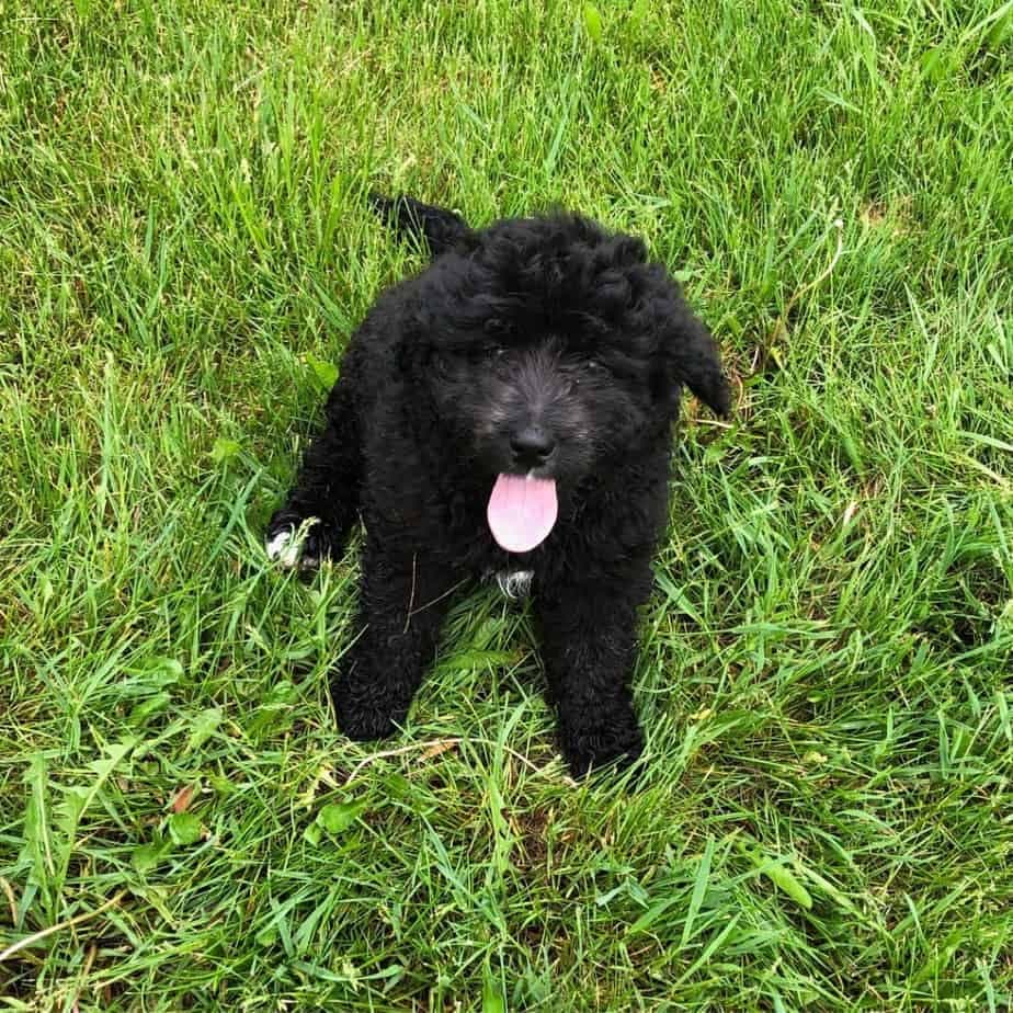 Bernese mountain dog poodle mix