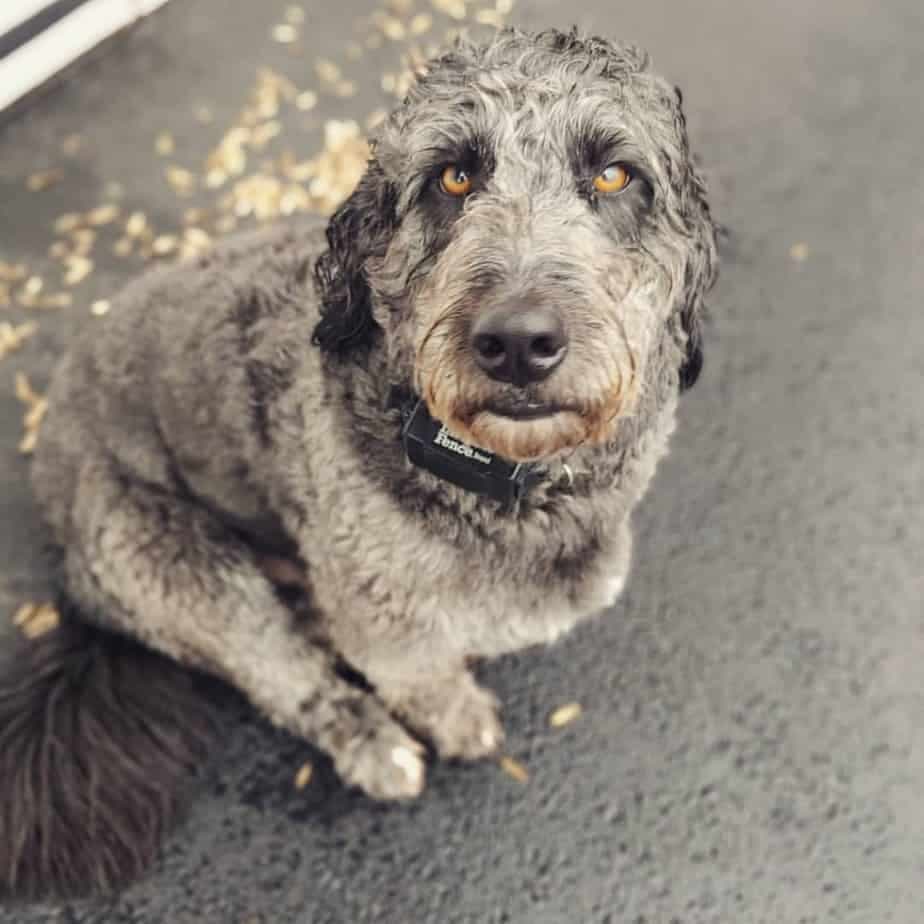 Bernese Mountain Dog Poodle Mix