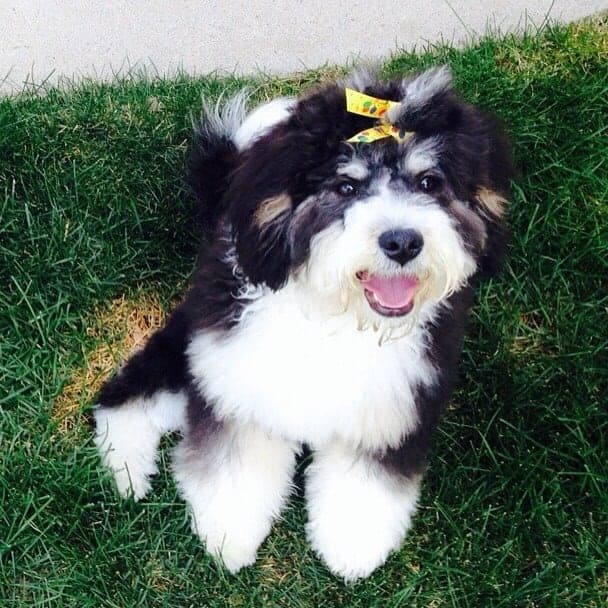 Bernese mountain dog poodle mix