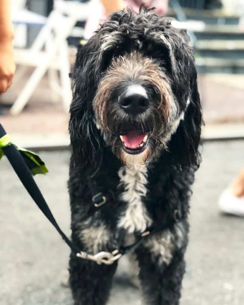 Bernese mountain dog poodle mix