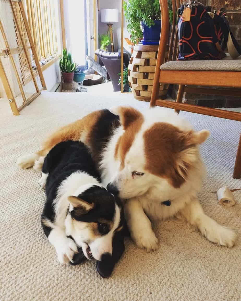 Corgi bernese mountain dog