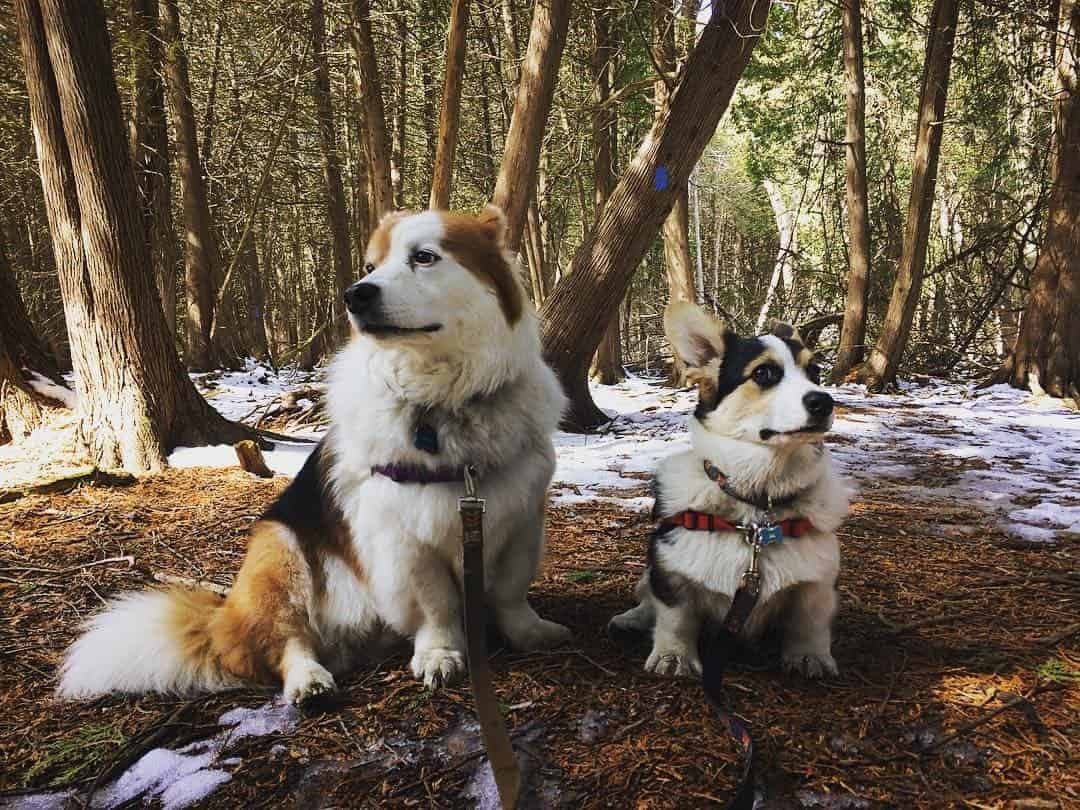 Corgi bernese mountain dog