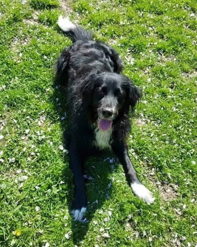 Bernese Mountain Dog Lab