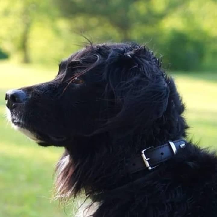 Bernese Mountain Dog Lab