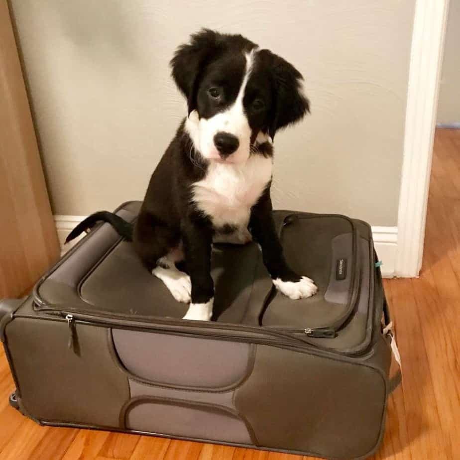 Bernese Mountain Dog Lab