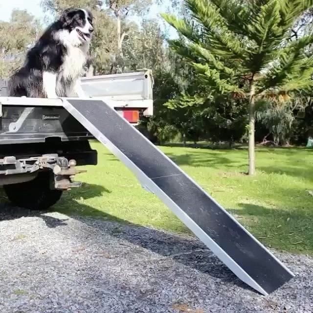 Best dog ramp for a truck: a buying guide for pet parents