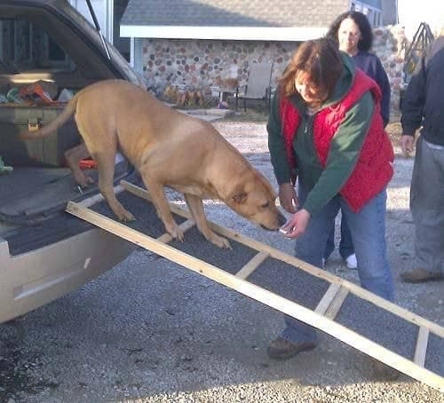 Best dog ramp for a truck: a buying guide for pet parents