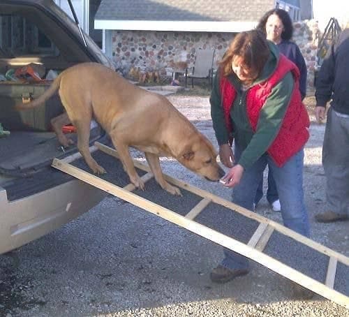 Best Dog Ramp for a Truck: A Buying Guide for Pet Parents