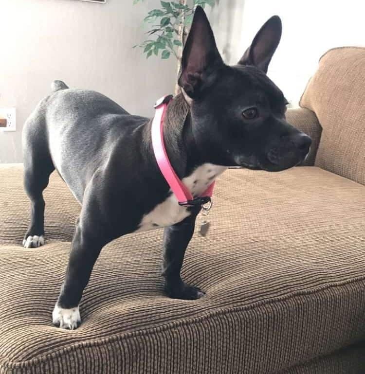 Chihuahua mixed with Pitbull