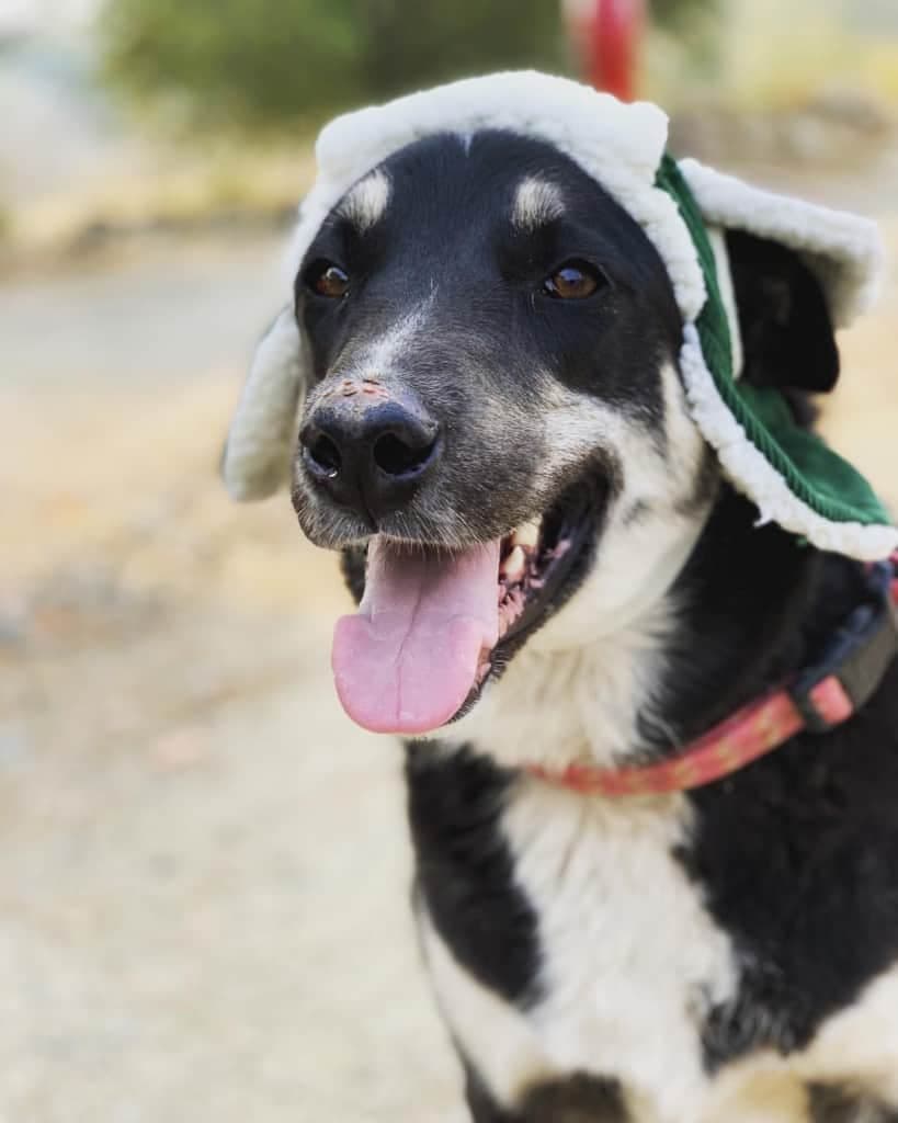 German Shepherd Border Collie