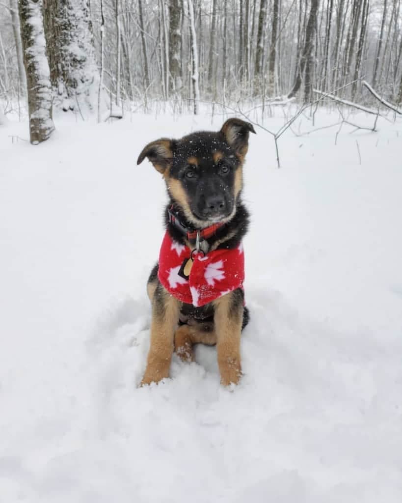 Border collie mixed with german shepherd