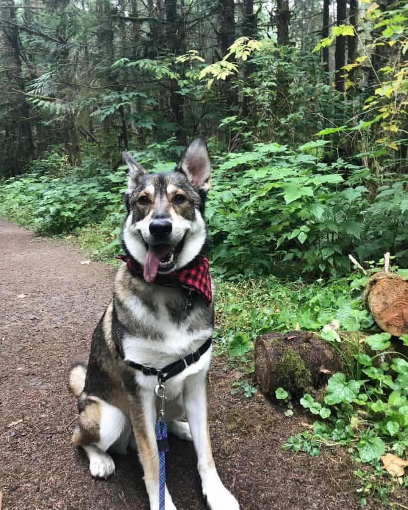 German shepherd border collie mix