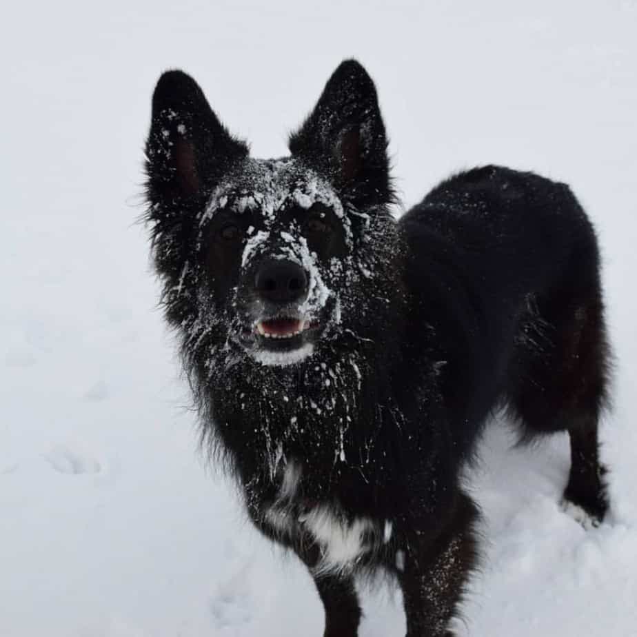 Border collie crossed with german shepherd