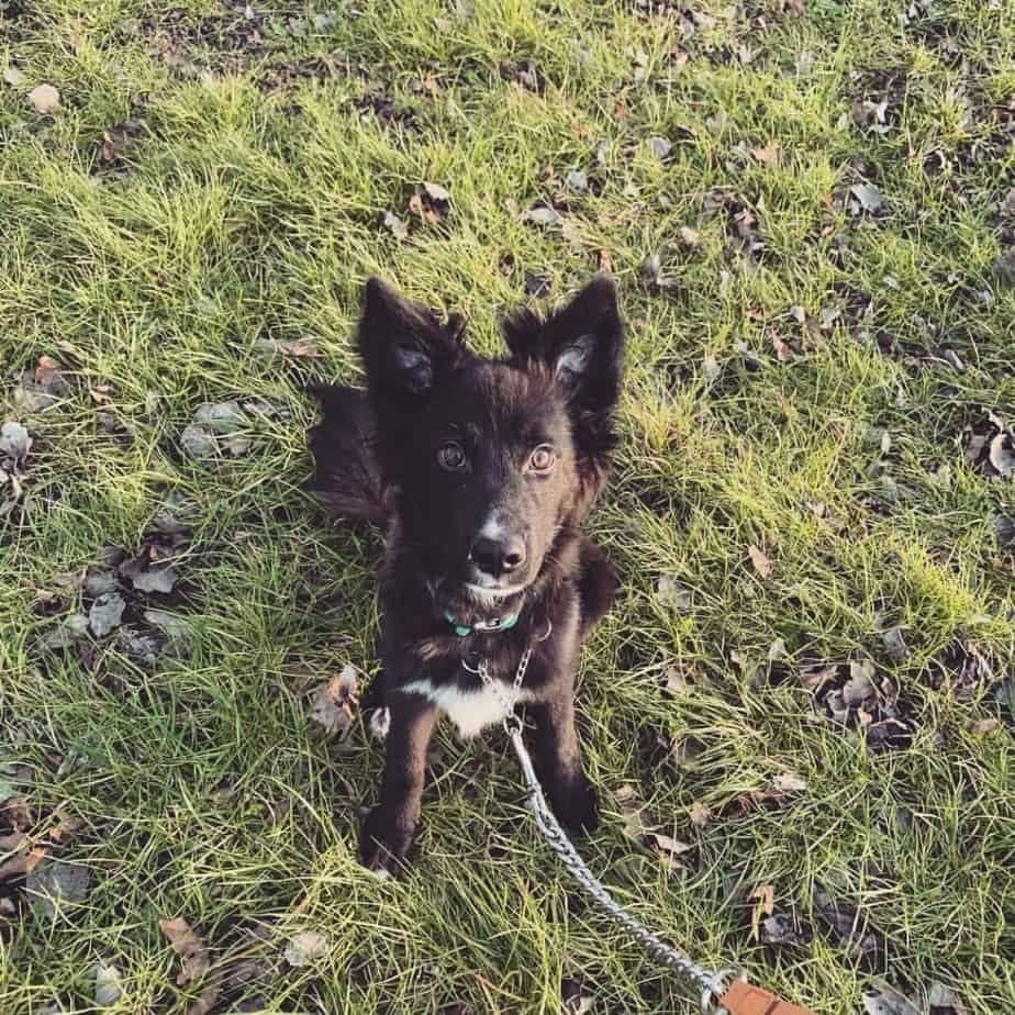 German shepherd crossed with border collie