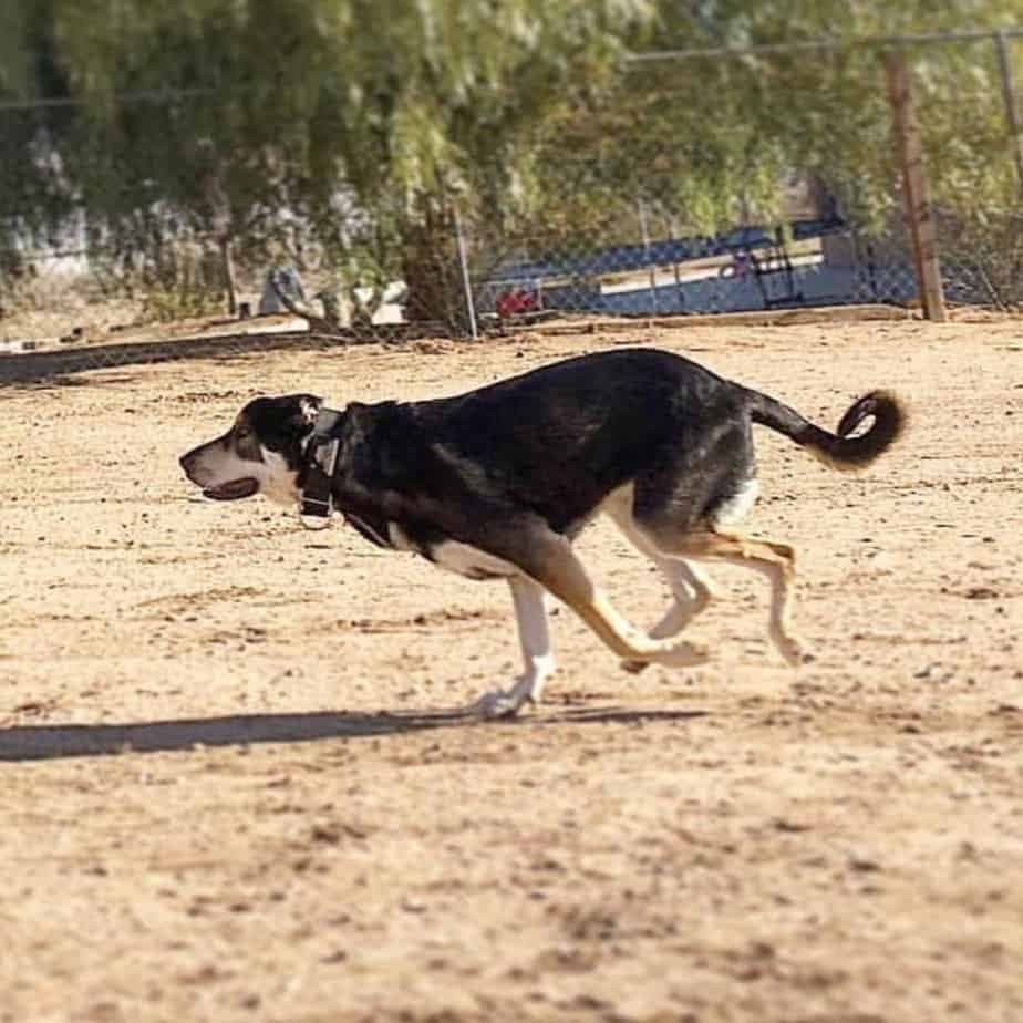 Border collie german shepherd mix