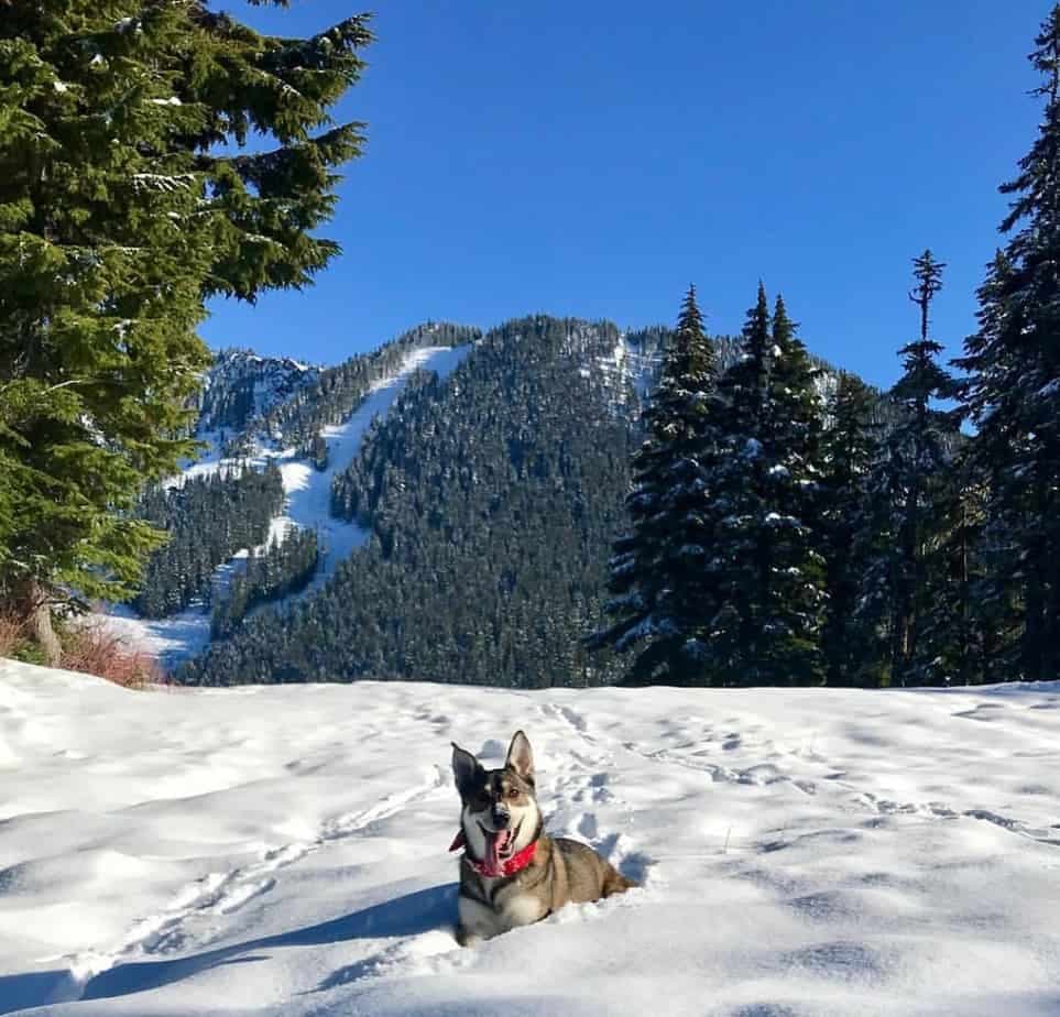 Border Collie crossed with German Shepherd