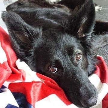 Border collie crossed with german shepherd