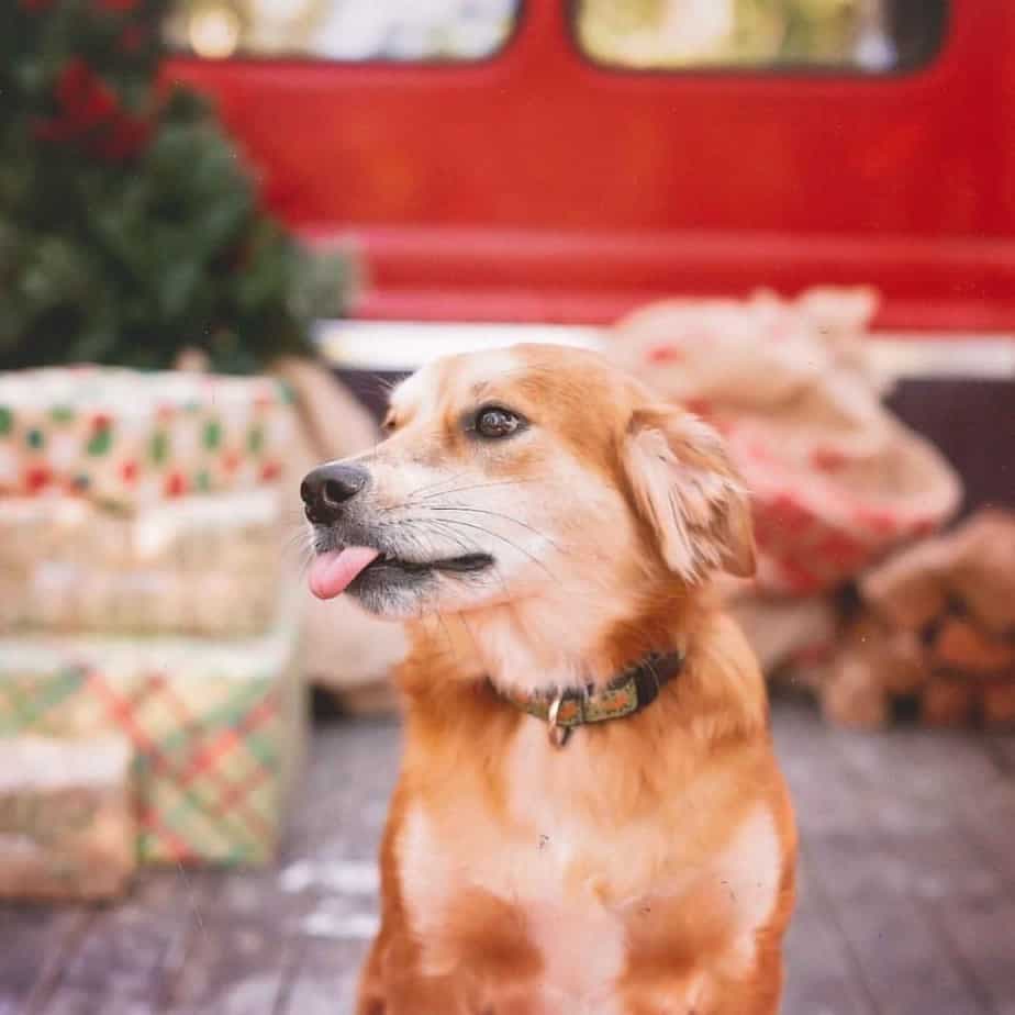 Golden retriever crossed with border collie