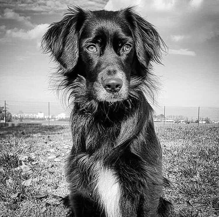 Golden retriever border collie mix