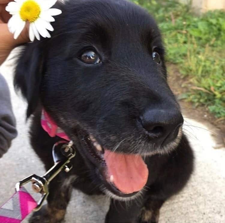 Border collie crossed with golden retriever