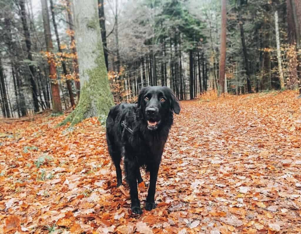 Border collie mixed with golden retriever