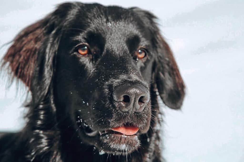 Border collie crossed with golden retriever