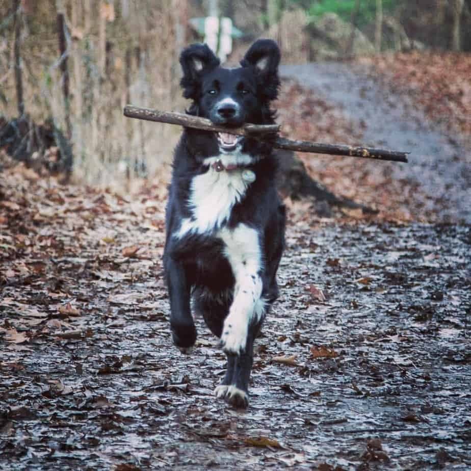 Border Collie mixed with Golden Retriever