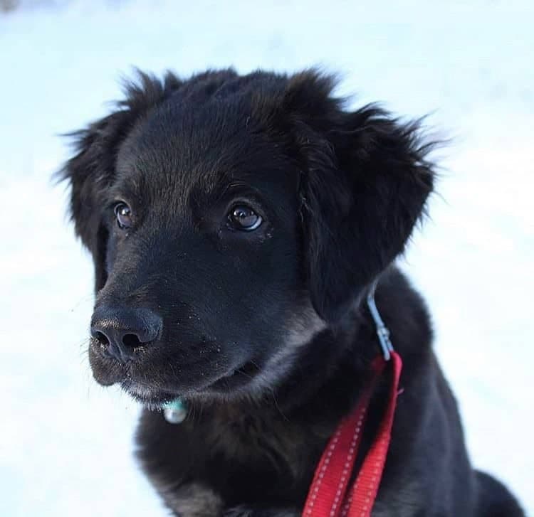 Golden Retriever Border Collie mix