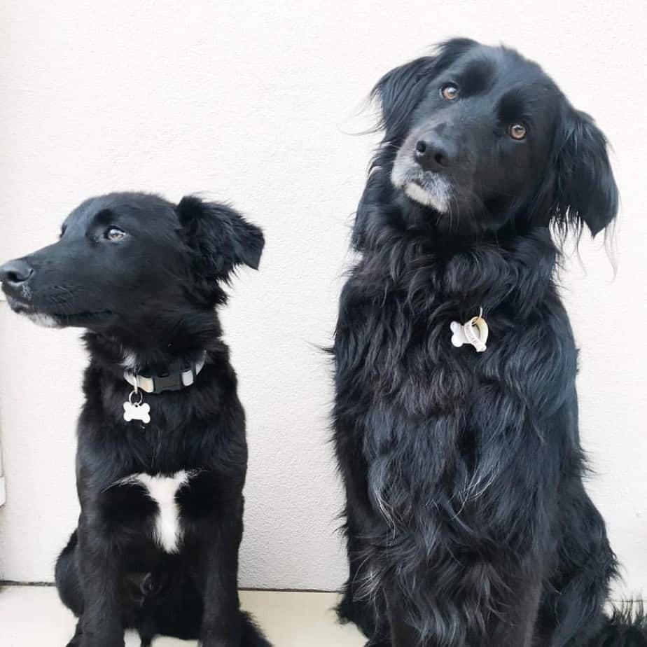 Border collie crossed with golden retriever