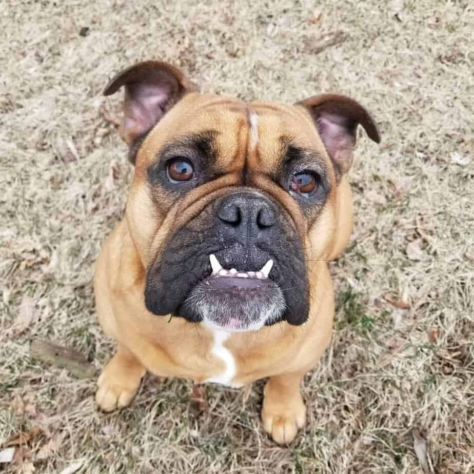 Boxer combined with bulldog