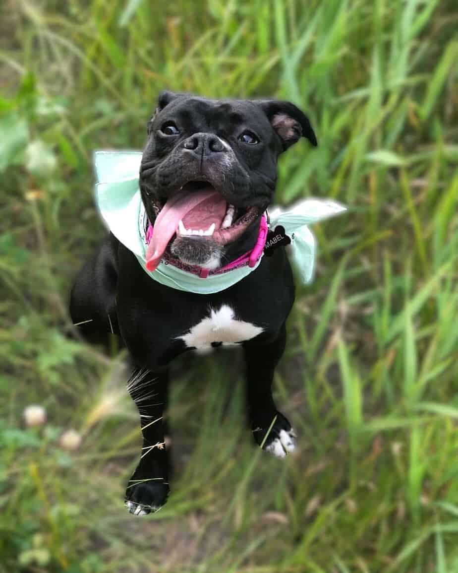 Bulldog Combined with Boxer