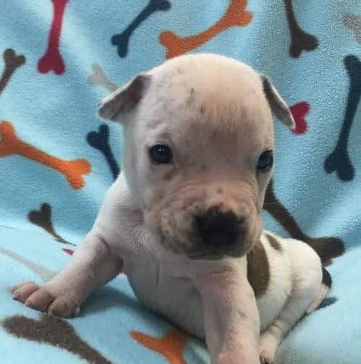 Bulldog crossed with boxer