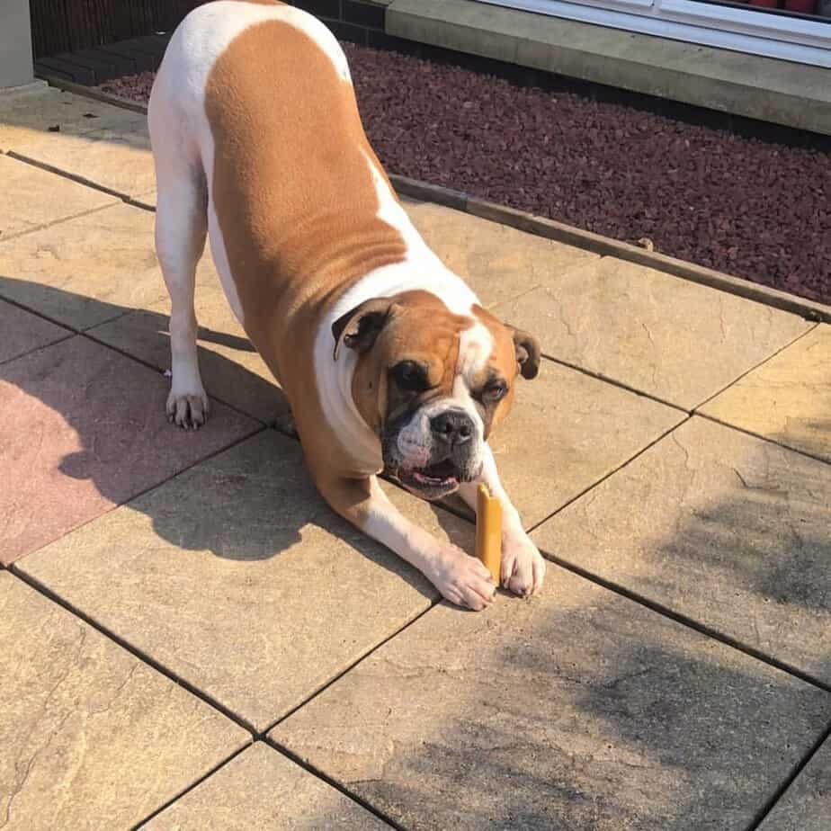Bulldog combined with boxer