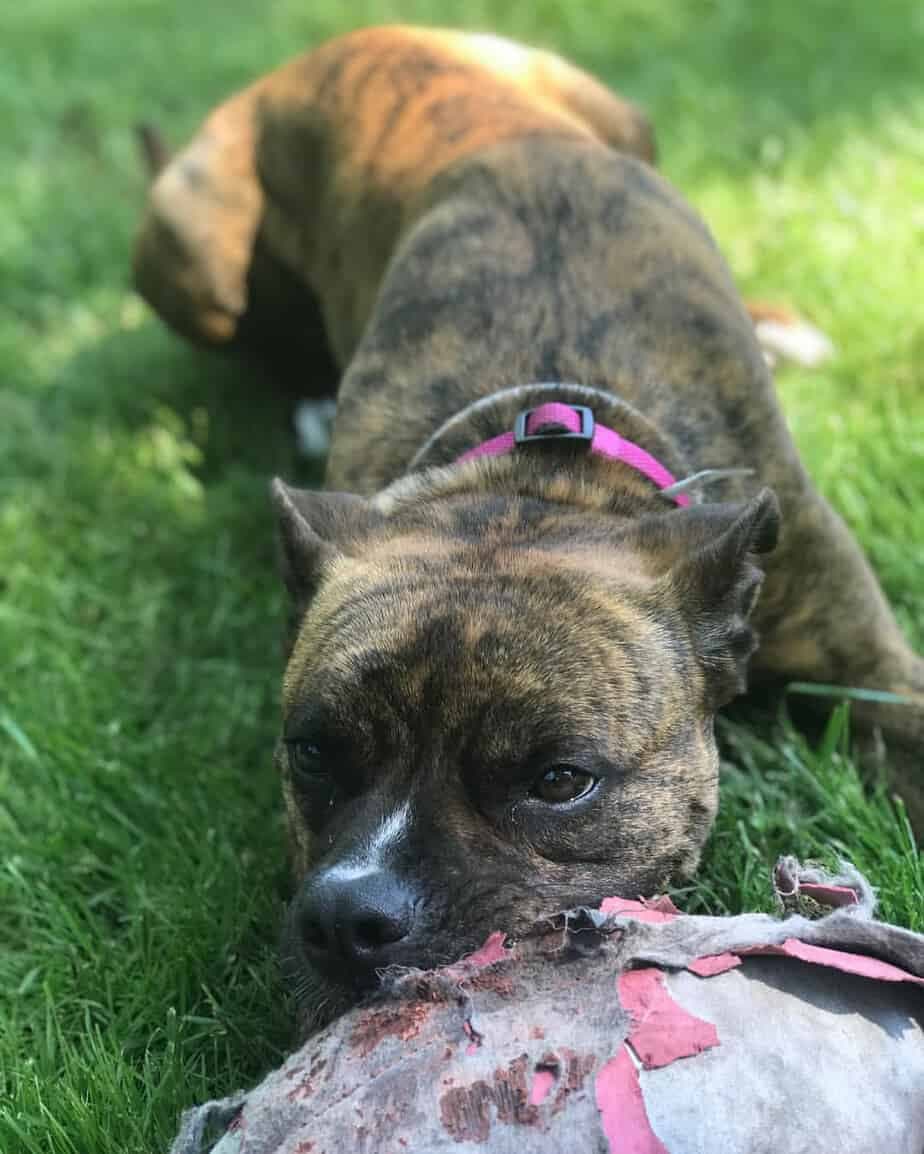 Boxer Combined with Bulldog