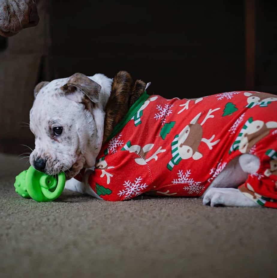 Boxer Crossed with Bulldog