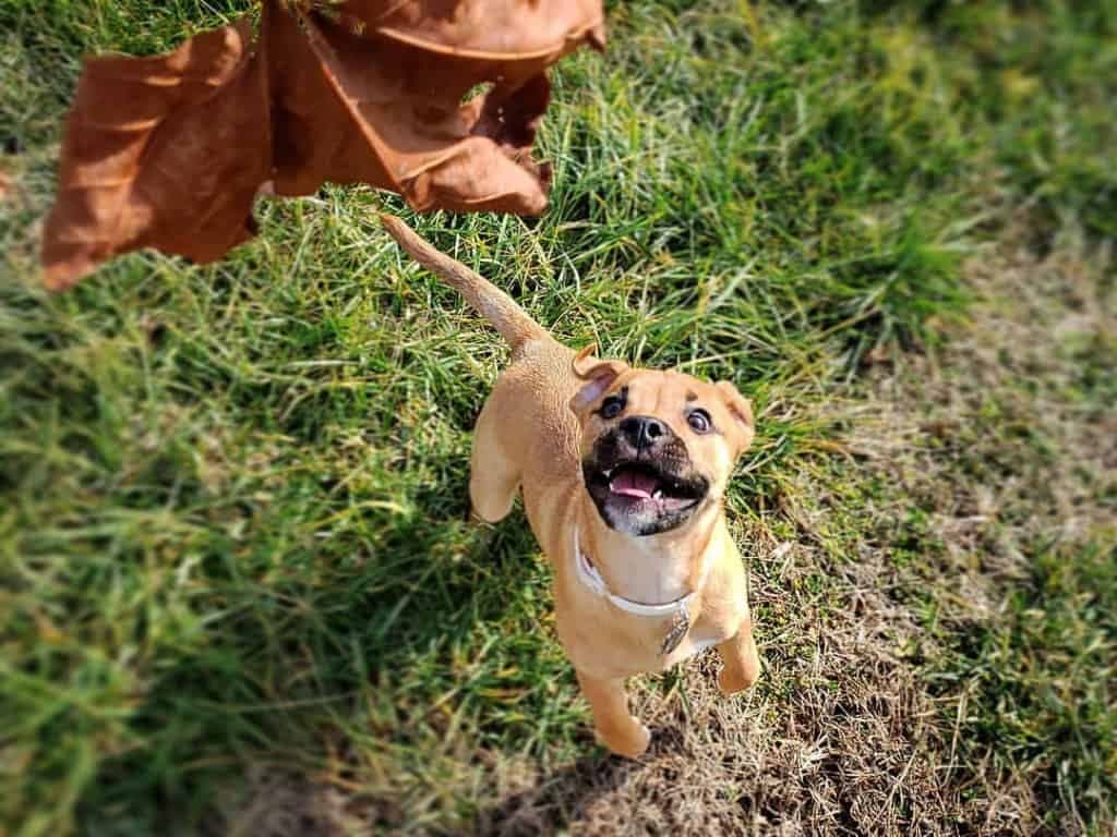 German Shepherd mixed with Boxer